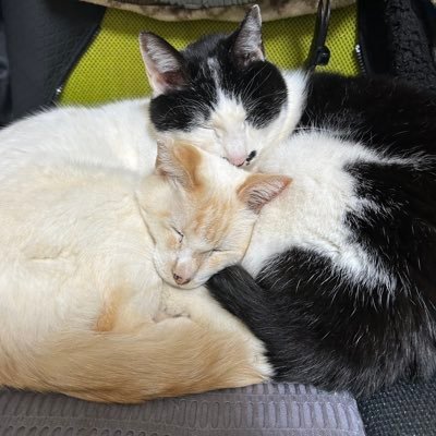 推しに会いに行くため日本のどこかへ遠征する地方住まいの猫飼い遠征民オタク。T.M.Revolution/ access/田村ゆかりさん/TM NETWORK/大学駅伝は駒澤大学を応援してます。