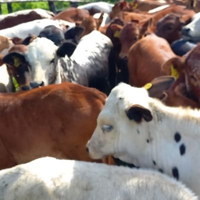 ImpandeAyiboli's profile picture. Rangeland management advocate |Patriot | Animal scientist I Football fan | Music |naturalist|🇿🇼|Tottenham Hotspur fan|FC Barcelona fan|