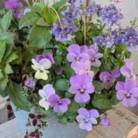 びみこ (@bimi34735) Twitter profile photo