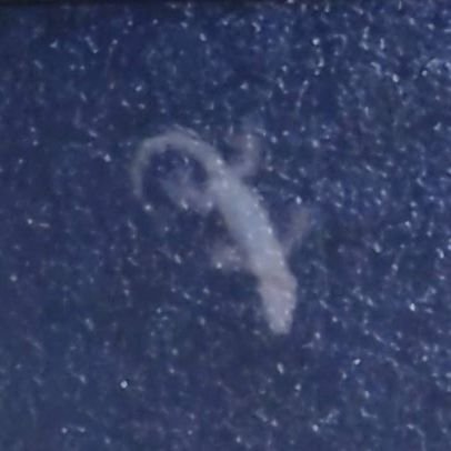 tuupocha's profile picture. 豆撒き家に住むぬいぐるみやドール、ガチャ達の日常です。
◎ぬいぐるみ→内藤デザイン研究所・たけのこ・すくっとたっちさん・ファグラーなど
◎ドール→アンティーユ・ニニジー・ティーンナー・リロロ・ボニーバニー・うさぎぃ・ひつじぃ・ニッキ・sto doll など
※リアルなお顔のドールもいます。苦手な方はご注意ください。