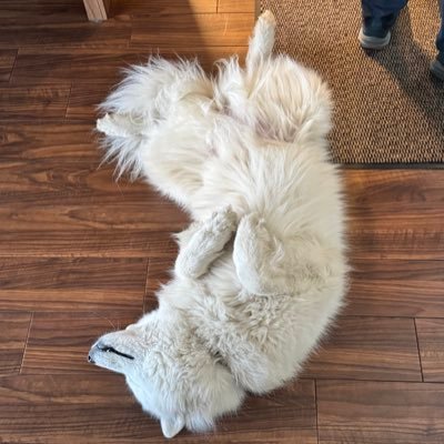 AdlerGyula's profile picture. Soccer