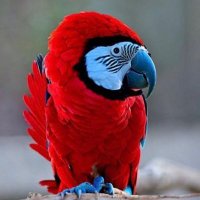 PUEBLO MASHING (@pueblomashing) 's Twitter Profile