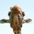joeyjmc's profile image