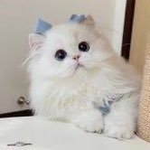 ほの (@matatab1m) 's Twitter Profile