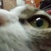 🐈⬛ (@phis_eang) Twitter profile photo 🐈⬛ (@phis_eang) Twitter profile photo