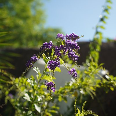 rwvycherry's profile picture. 