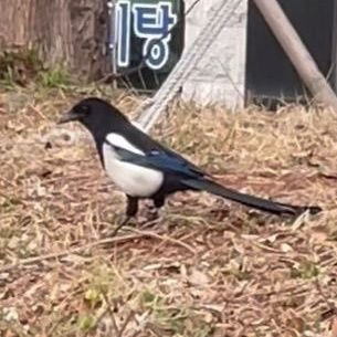 Ilikegirl123456's profile picture. 구독