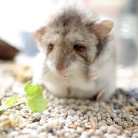 みすたーけー (@shumiacountmy) Twitter profile photo