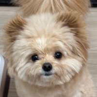 ぷっちゃんねる (@pomepuno_pupu) Twitter profile photo