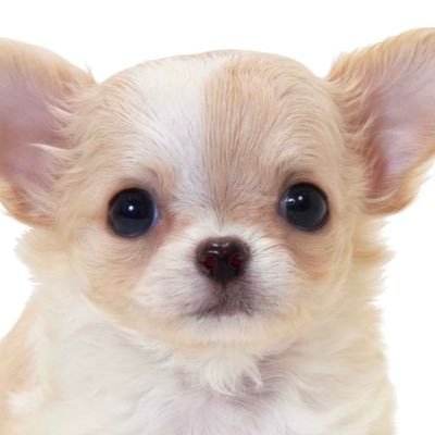 キンタマがでかいと言われ続けた俺、ゲイの王様に拾われ幸せになります。フェミニストに戻って来いと言われたが「もう遅い」。俺はヴィーガンになった！5Gは危険でコロナはただの風邪！？キンタマがでかくて、ゲイでヴィーガンでフェミニストでトランスジェンダーの俺は、5Gの脅威、石破の陰謀、放射線や朝鮮人と今日も戦っている。