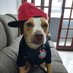 Cachorro da FIEL 🐶 (@cachorrodafiel) Twitter profile photo Cachorro da FIEL 🐶 (@cachorrodafiel) Twitter profile photo