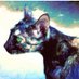 Noska🐈⬛ (@arvisnoskario01) Twitter profile photo Noska🐈⬛ (@arvisnoskario01) Twitter profile photo