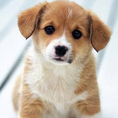 GoogleWu76806's profile picture. 