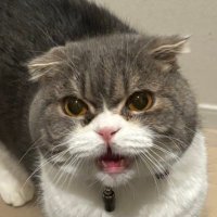 FoldedCatsJapan (@catsfolded) 's Twitter Profile
