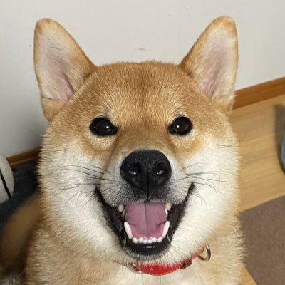 PontaBase's profile picture. 只今迷走中💦💦 ポンタ(柴犬)、オートバイ(カブ)、クルマ(ジムニー)関連をコーヒー片手にまったりつぶやきます。😝