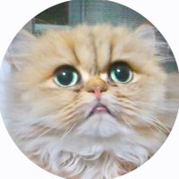 神戸ペルシャ (@m0622o) 's Twitter Profile Photo