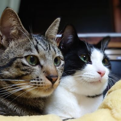 《わんころもち》無言フォローOk。𓃠保護猫に来ていただき、初代くんを看取り、現在、二代目・三代目・四代目と生活中𓃠╰ᘏᗢ~ও˖ ࣪⊹
結構雑多
【好き】伊澤彩織さん/HANA/スカパラ/=LOVE/ファントムシータ/石田彰さん/下野紘さん/遊佐浩二さん/DOMOTO/ちゃんみなさん