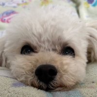ぴぴ🐶もちもちマルプー (@nyan1155cat) 's Twitter Profile