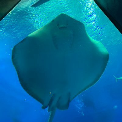 tanoshiihibi096's profile picture. ヒノアラシ、パールル、ケイコウオとかサイコー！ゲームもアニメもカードもサイコー！