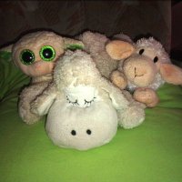 Schaf im Stall (@sheeplnthedark) Twitter profile photo