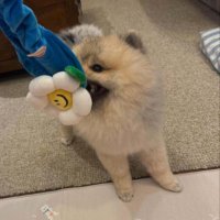 ที (เลิกเป็นม๋าจ๋องแล้วงับ) (@mamitee_fyb) 's Twitter Profile Photo ที (เลิกเป็นม๋าจ๋องแล้วงับ) (@mamitee_fyb) 's Twitter Profile Photo