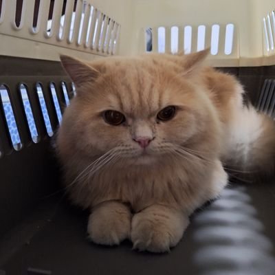 bowwiink's profile picture. เราชอบกินน้ำอัดลม​ &​ bubble​ mik tea​ lover 🍵🧋 | ติ่งไปเรื่อยๆ 🪄| มีความสุขมากๆนะตัวฉัน✨ BIGBAN​G​💛 BTS​💜 JENNIE KIM 🍎 JU JIHOON 🏍