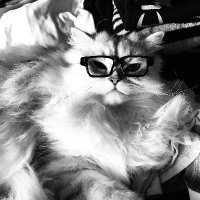 April Olson (@gottabkittnme) 's Twitter Profile