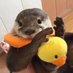 Otter (@0xotter) Twitter profile photo Otter (@0xotter) Twitter profile photo