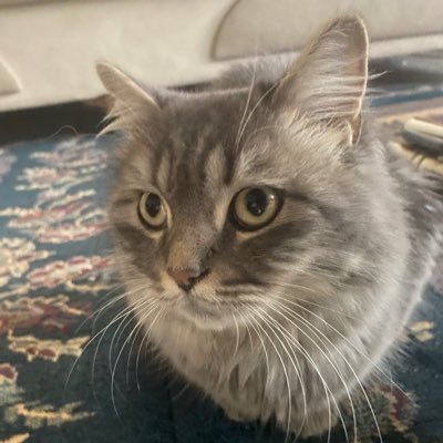 Gizli1117231's profile picture. 23/183/90 ful aktifim yerim yok telegram @c_aa71