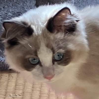 chibichiro009's profile picture. 片隅でたま～にNGSのSS上げれたらと思います。
2月から4月と10月から12月は
バイクツーリング中の写真も上げれたら上げます。
基本的にソロツーリングです。

NGSでは船４で生息してます。
ＮＧＳでのチーム内ネームはニーナです。
フレ登録したチムメンは無言でフォローするかもです。