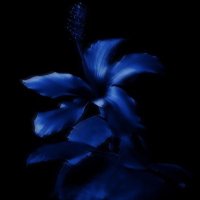 saraة (@bothacctfin) 's Twitter Profile