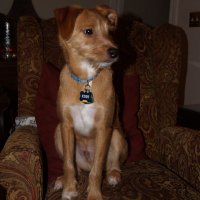 Seymour Butts (@dovedecending) 's Twitter Profile