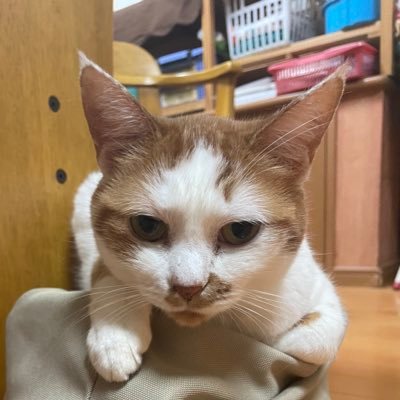 かにちゃん🦀ྀིさんのプロフィール画像