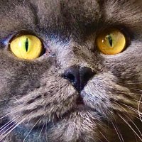 Ianbrisk (@ianbrisk) 's Twitter Profile