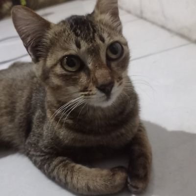 inoiz7's profile picture. Still Learning