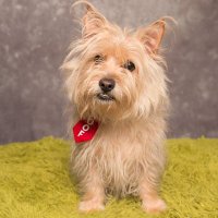 Woof (@leonsayswoof) 's Twitter Profile