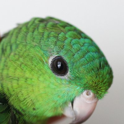 I like birds. I have a B.S. in computer science. Amateur game developer. Same on 🦋. Single. he/him @jakespectre@toot.community