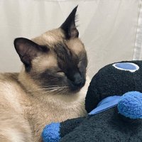 牡蠣みそ🦪 (@yuriyaki003) 's Twitter Profile Photo