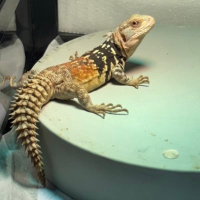 爬虫類沼に足を浸してしまった人、今夜もトカゲとブギーバック。トゲトゲの尻尾やツノのある生き物が好き。デカいヤモリも好き(スミス派)。家に帰るとオナルータがいます。投稿内容は爬虫類飼育の試行錯誤の備忘録。