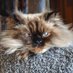 Xena (@justapersiancat) Twitter profile photo Xena (@justapersiancat) Twitter profile photo