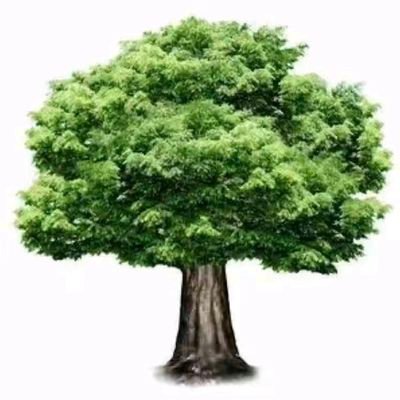 CH68factory's profile picture. China🇨🇳 Factory direct sales
Guangzhou, shoe  🎁MOQ:1
BIGTREE brand, high-end flat shoes
WhatsApp/WeChat:+86 13825276603