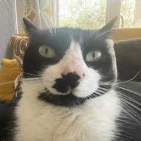 maël (@v2kare) 's Twitter Profile