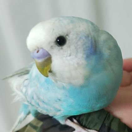 行った所🚗食べた物🍴御朱印⛩️インコ🐦観葉植物🌵あと良いと思ったもの感じた事などを記録していきます😌
全てにおいて未熟者ですがどうかよろしくお願いいたします😌
フォローありがとうございますや、これからよろしくお願いします等の挨拶リプは不要でどうかご理解の程よろしくお願いいたしますm(_ _)m