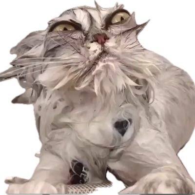 Shortcode199's profile picture. I’m a cat that just got out of a lake.  I taught myself to speak English by watching President Trump’s speeches, and now I troll libs, lefties and dems.  MAGA!