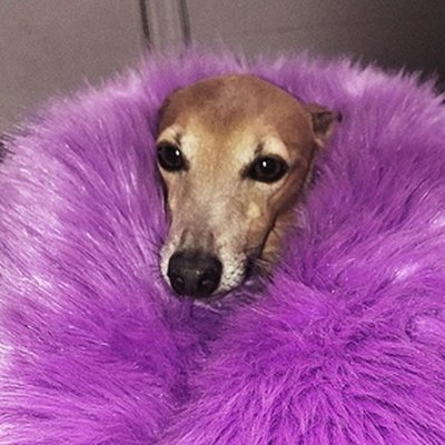 iarlleey's profile picture. Não me leve a sério (não nesse site)