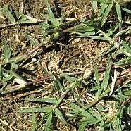 Emuria Koliaa (@womanyala26240) 's Twitter Profile