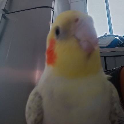 VilaggioBungas's profile picture. 