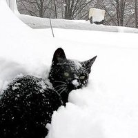 ancap cat 🐈⬛🏴 (@angryancapcat) 's Twitter Profile