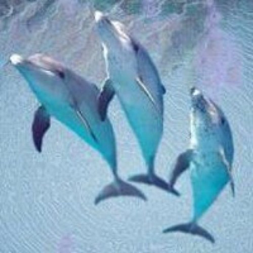 dinky5775's profile picture. 