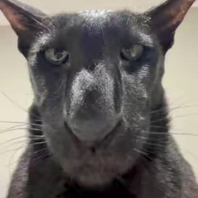 mamadiioo's profile picture. 